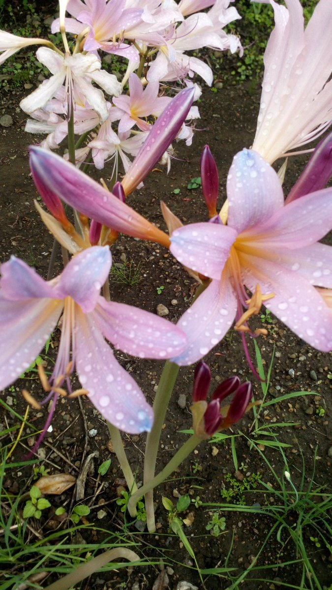 LuckyEcchan's tweet photo. 昨日はお墓掃除、今日はお内仏掃除
明日はお花の準備
当地のお墓参りは13日です😌

皆さんもいろいろ大変なのでしょうね
台風も来てて困るけど☹️

なんとかクリアしましょう🙂 https://t.co/MWna7BKjt1
