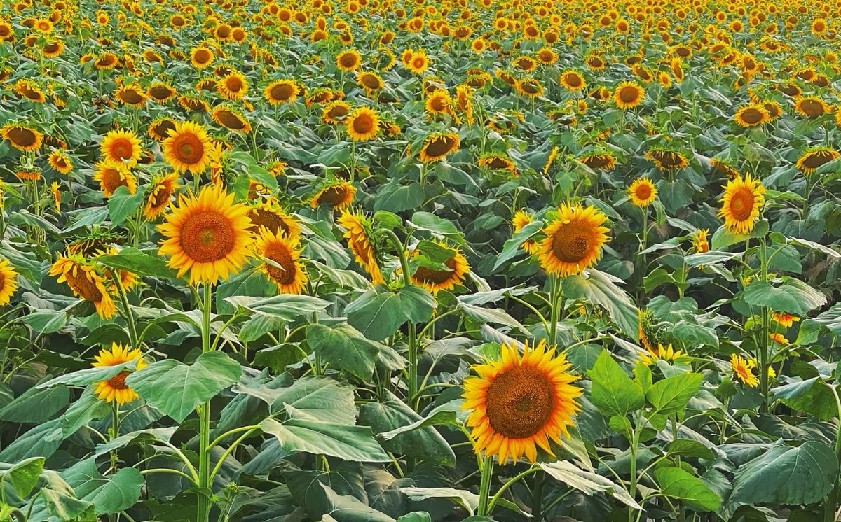 RevelesCid's tweet photo. Walking to my favorite café instead of driving—just saved 10 mins u0026 got a cute sunflower from the sidewalk! Small shifts = big little wins. https://t.co/0s05y5vsTi