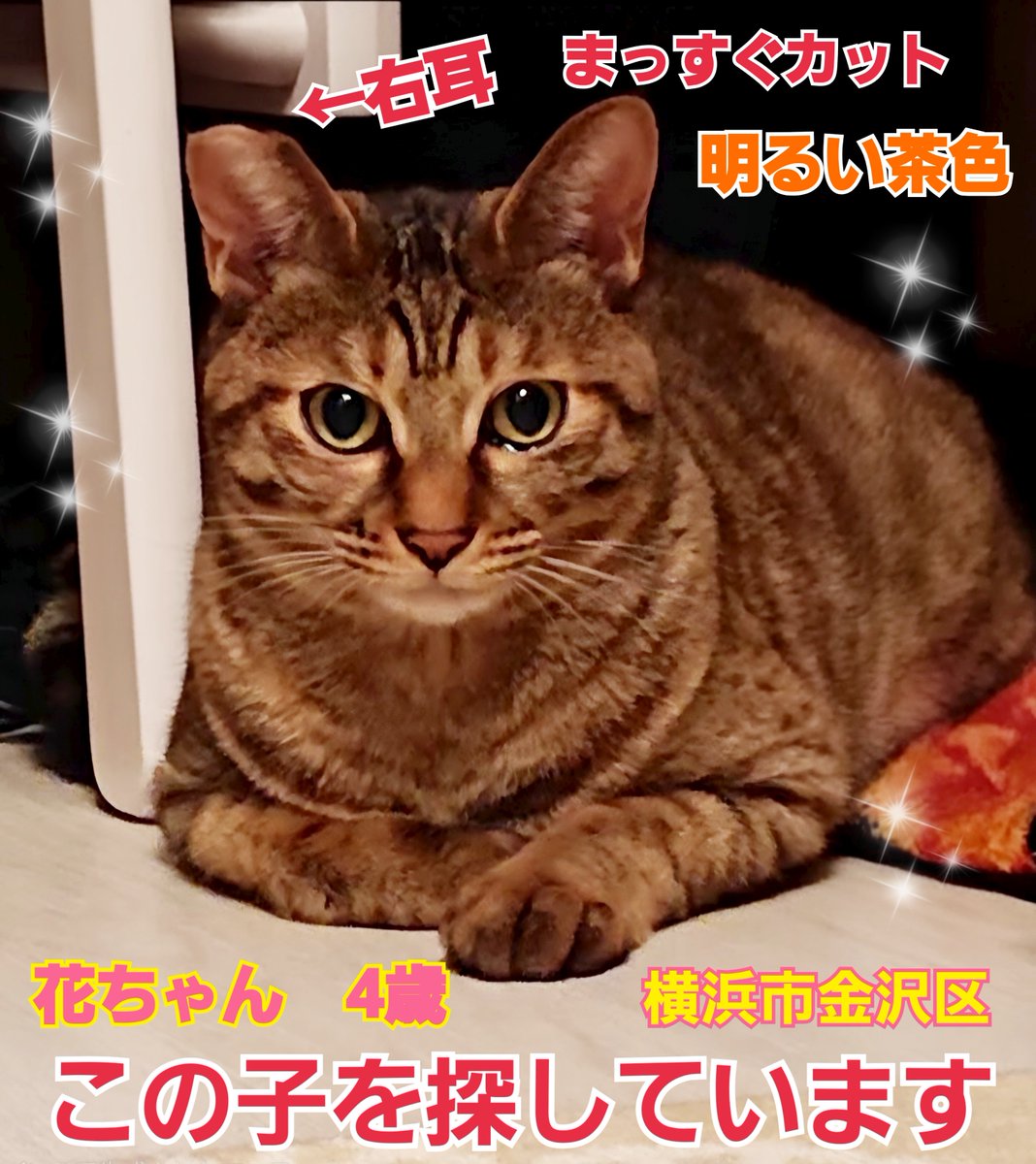 squirrelemi's tweet photo. 猫を探しています。花ちゃん4歳。明るい茶色、右耳がまっすぐカットされています。2024年4月11日横浜市金沢区富岡東の自宅から私の不注意で外に出てしまい迷子のままです。今日で花と離れてしまってから2年4ヶ月がたってしまいました。ずっと探しています。
#猫を探しています
#拡散希望
#横浜市金沢区 https://t.co/dOLw2ga9nx
