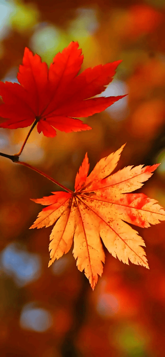 Hazel20255368's tweet photo. Chilly autumn air u0026 golden maple leaves  Perfect for a warm coffee walk! https://t.co/VnqbKIQCbe