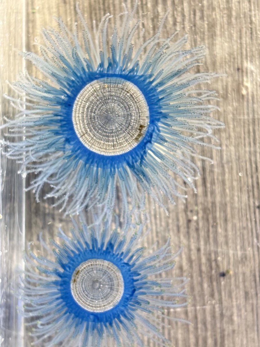 aquariumshimoda's tweet photo. ギンカクラゲ🪼

当館の入江でギンカクラゲを発見！
イルカチームのスタッフが届けてくれました✨

1匹に見えますが、餌を捕まえたり食べたりなど、それぞれ役割を持った個虫(ポリプ)が集まった群体の生物です。
青い向日葵にも見えますね🌻

#下田海中水族館 #クラゲ #下田 #夏休み #aquarium https://t.co/etxiwlQKfM