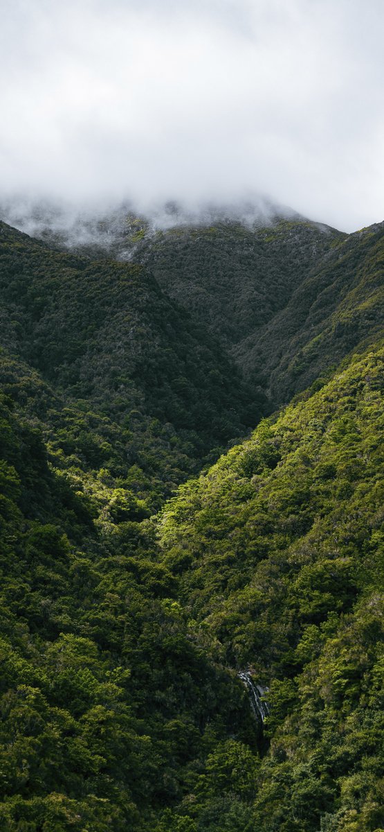 Papers_app's tweet photo. Lost in the wild 🌿

High resolution files➡️https://t.co/Oe0q3GEg7P https://t.co/2dQtIgvbe0