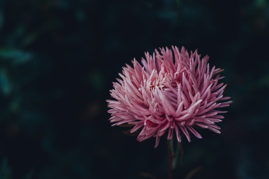 AshleeDeldpu6's tweet photo. الهادئة تشبه السحب قلباً مطمئناً. danika mistler😦 https://t.co/7ZcZkWl0Id