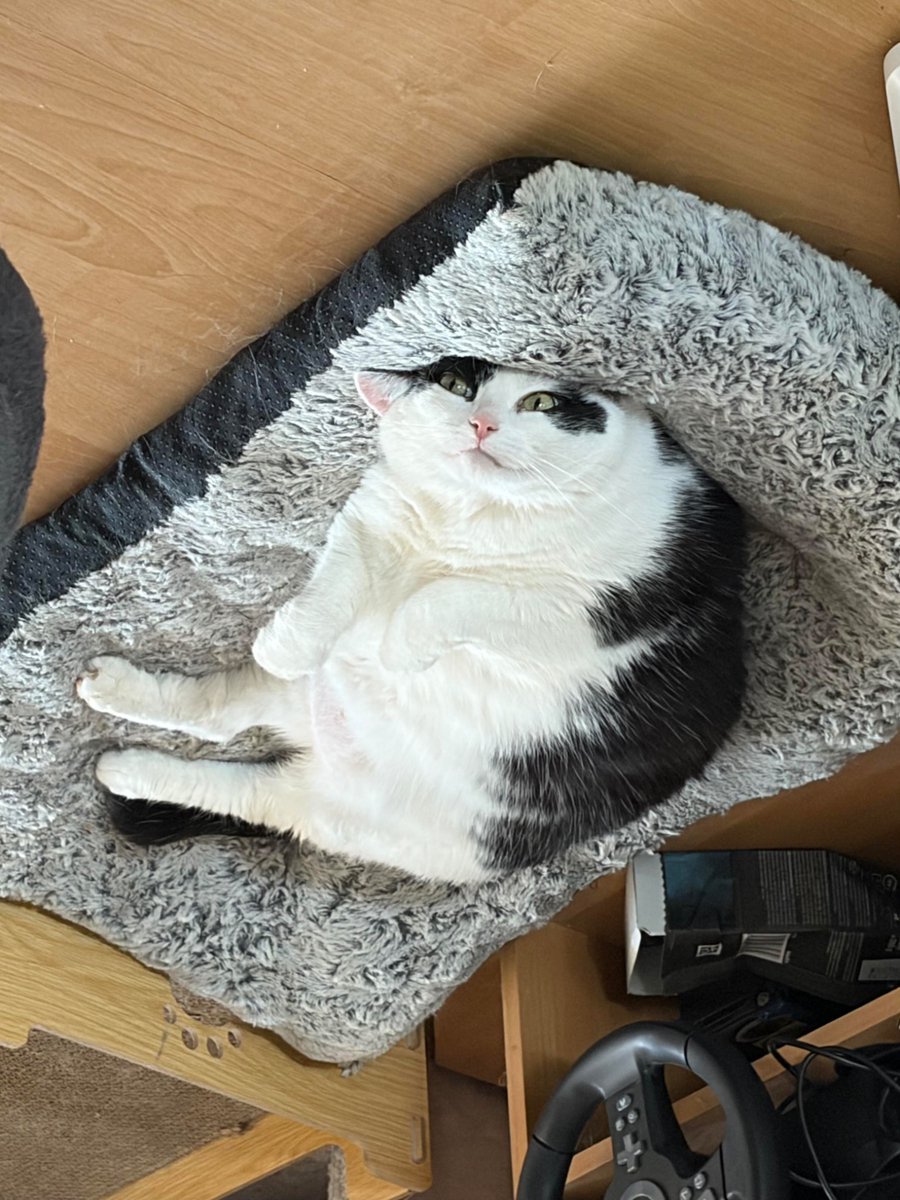nocontextscats's tweet photo. 😴 https://t.co/AuUiHed1qY