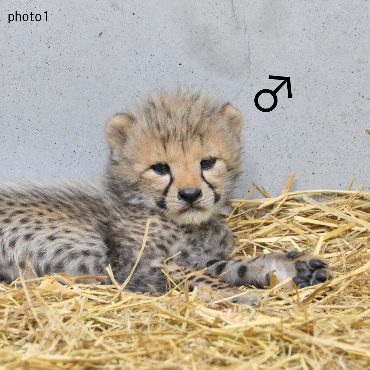 asa_zoo's tweet photo. 【ルーシー親子だより】
子チーター4兄弟の顔と性別はこちら（生後4週頃）。

性格や行動の個性ももちろんですが、顔の雰囲気も各々ちがいます。

#チーター　#zoo #個性 https://t.co/ELFpN0VPih