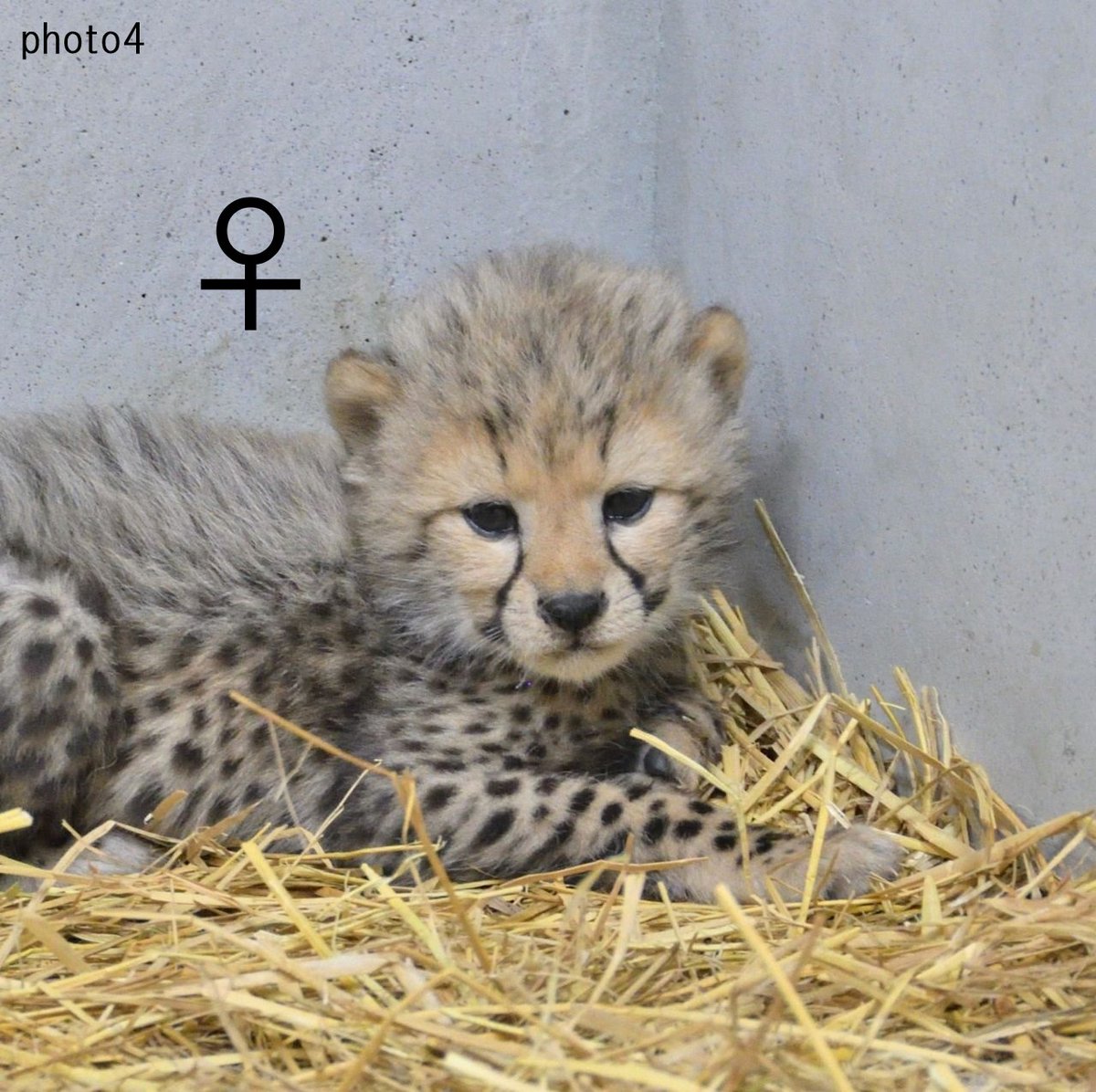 asa_zoo's tweet photo. 【ルーシー親子だより】
子チーター4兄弟の顔と性別はこちら（生後4週頃）。

性格や行動の個性ももちろんですが、顔の雰囲気も各々ちがいます。

#チーター　#zoo #個性 https://t.co/ELFpN0VPih