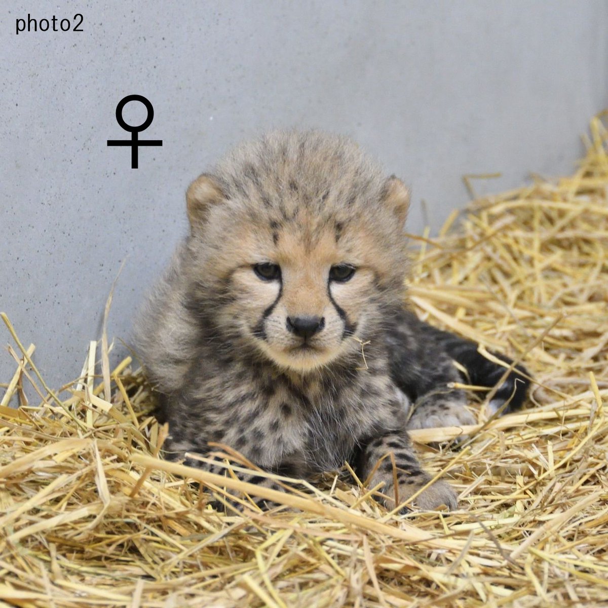 asa_zoo's tweet photo. 【ルーシー親子だより】
子チーター4兄弟の顔と性別はこちら（生後4週頃）。

性格や行動の個性ももちろんですが、顔の雰囲気も各々ちがいます。

#チーター　#zoo #個性 https://t.co/ELFpN0VPih