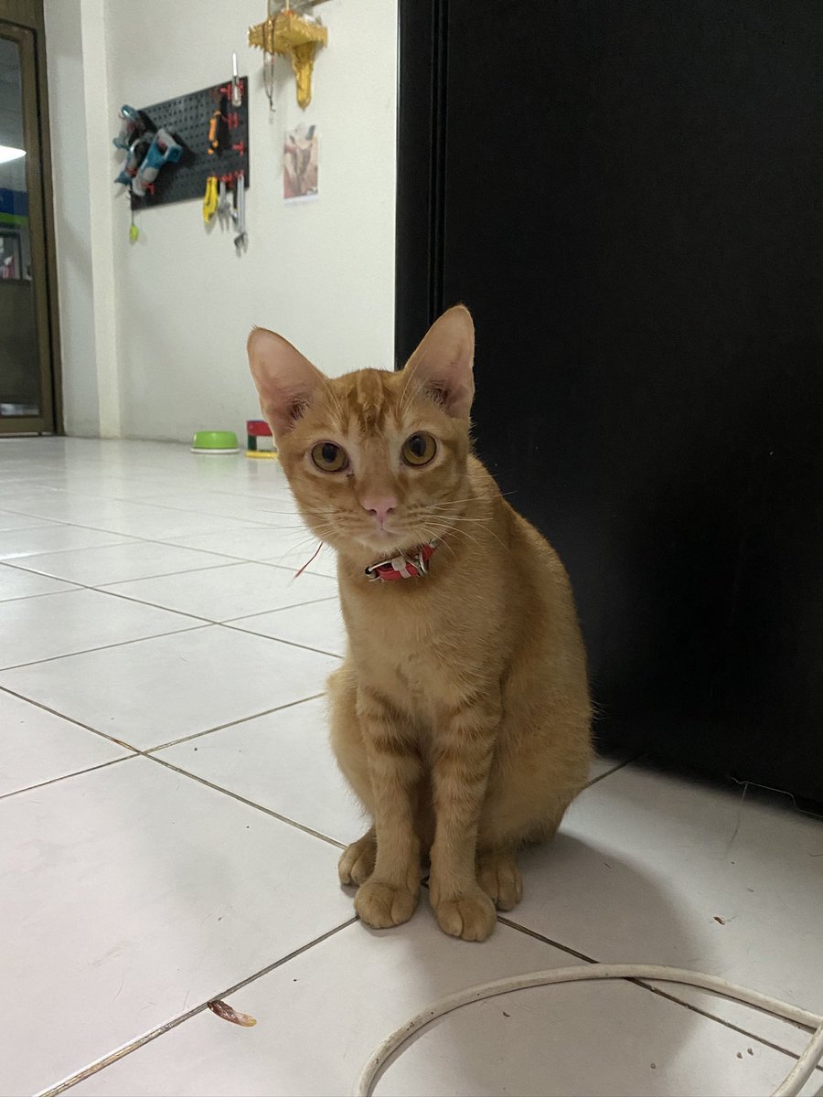 catperson020723's tweet photo. น้องหงอคง อยากมีบ้าน🏡

#หาทาสใจดี #หาผู้อุปการะ 
เพศผู้ ทำหมันแล้ว อายุประมาณ 1 ปี หางตรงยาว 

นิสัย : อยากรู้อยากเห็น ปรับตัวเก่ง เข้ากับเพื่อนแมวได้ดีทุกช่วงวัย

ส่งในเขต กทม. สมุทรปราการ ปทุมธานี นนทบุรี ถึงบ้านใหม่เท่านั้น

*รับเลี้ยงฟ_รี แต่มีคัดบ้านนะคะ*
#แมวจร #adoption https://t.co/jmvsijjXpL