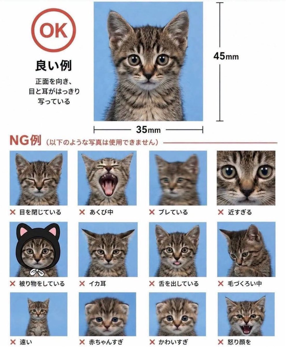 teuhaTEUMEteuha's tweet photo. 🐱 #choihyunsuk https://t.co/a9fTWgCyjh