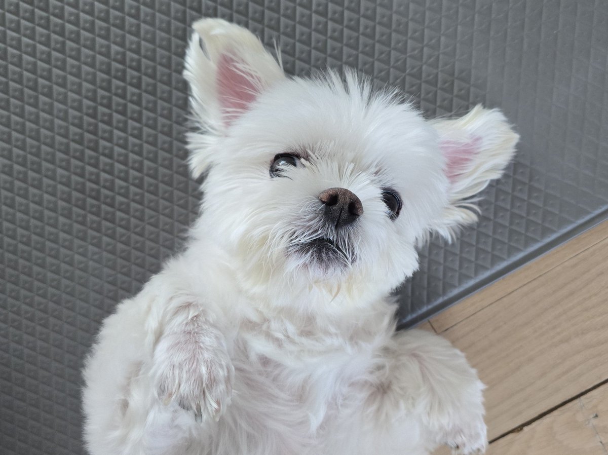 Naineh0's tweet photo. 입추: 강아지 털이 복슬복슬해지기 시작하는 시기이다 https://t.co/65JLIn7qqF