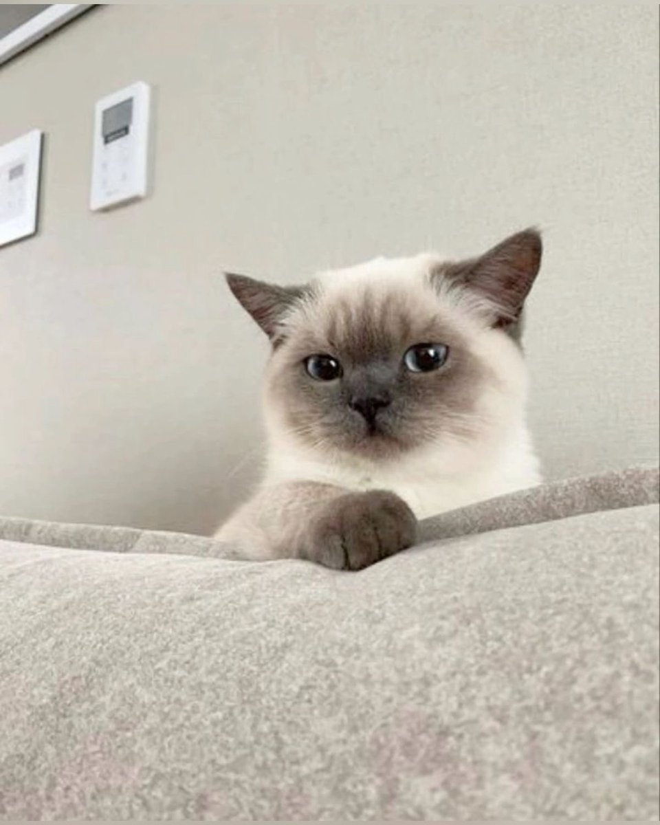 ppw0102's tweet photo. ก็เป็นแมวจริงๆนี่นา แมวตาสีเทาด้วย 🐈‍⬛

#BlackCardPHUWIN
#phuwintang https://t.co/m0120hiDvo