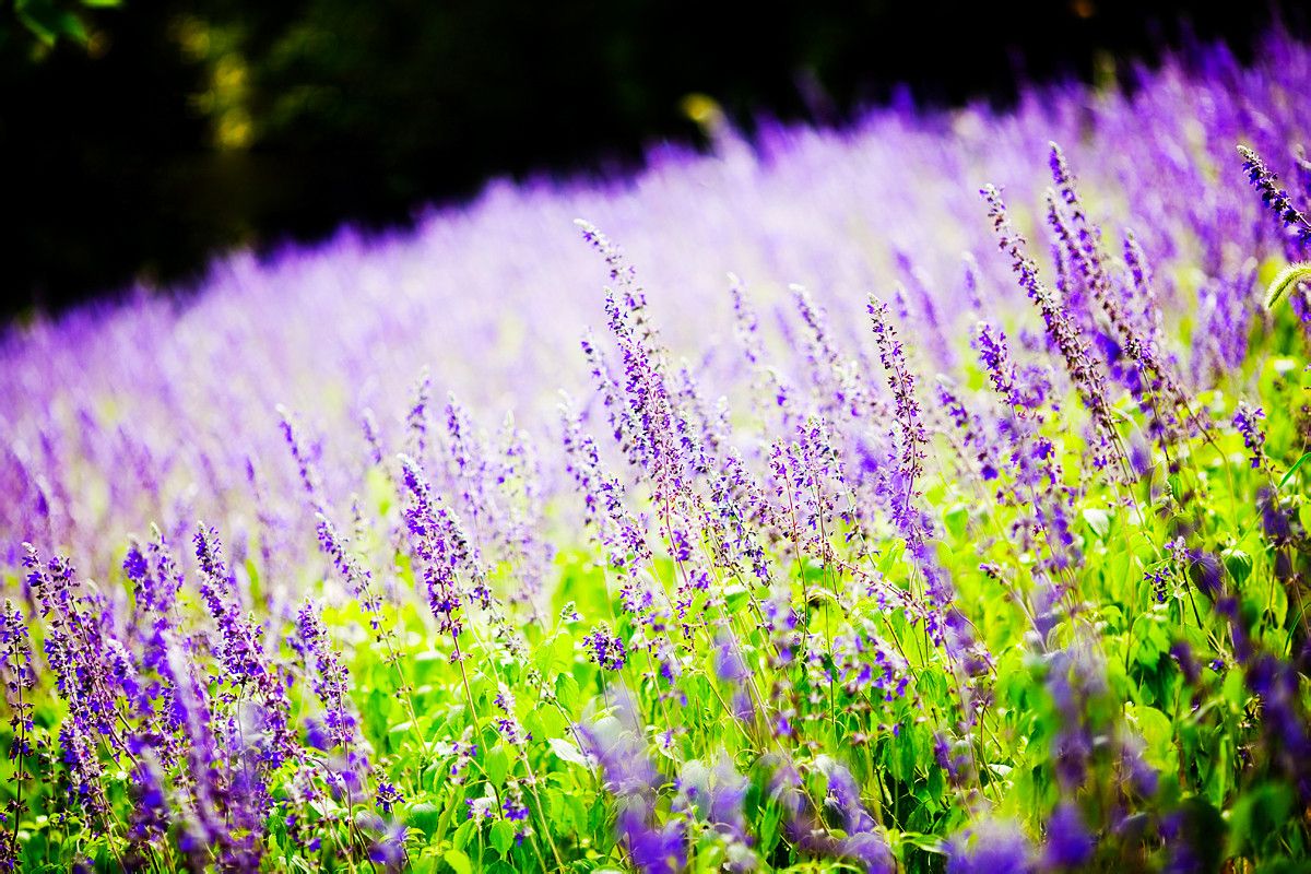 starbird99's tweet photo. Dried lavender sachet DIY—so satisfying! Keep your drawers smelling fresh u0026 clothes moth-free. Try this easy 10-min craft tonight https://t.co/XndBOqURSk