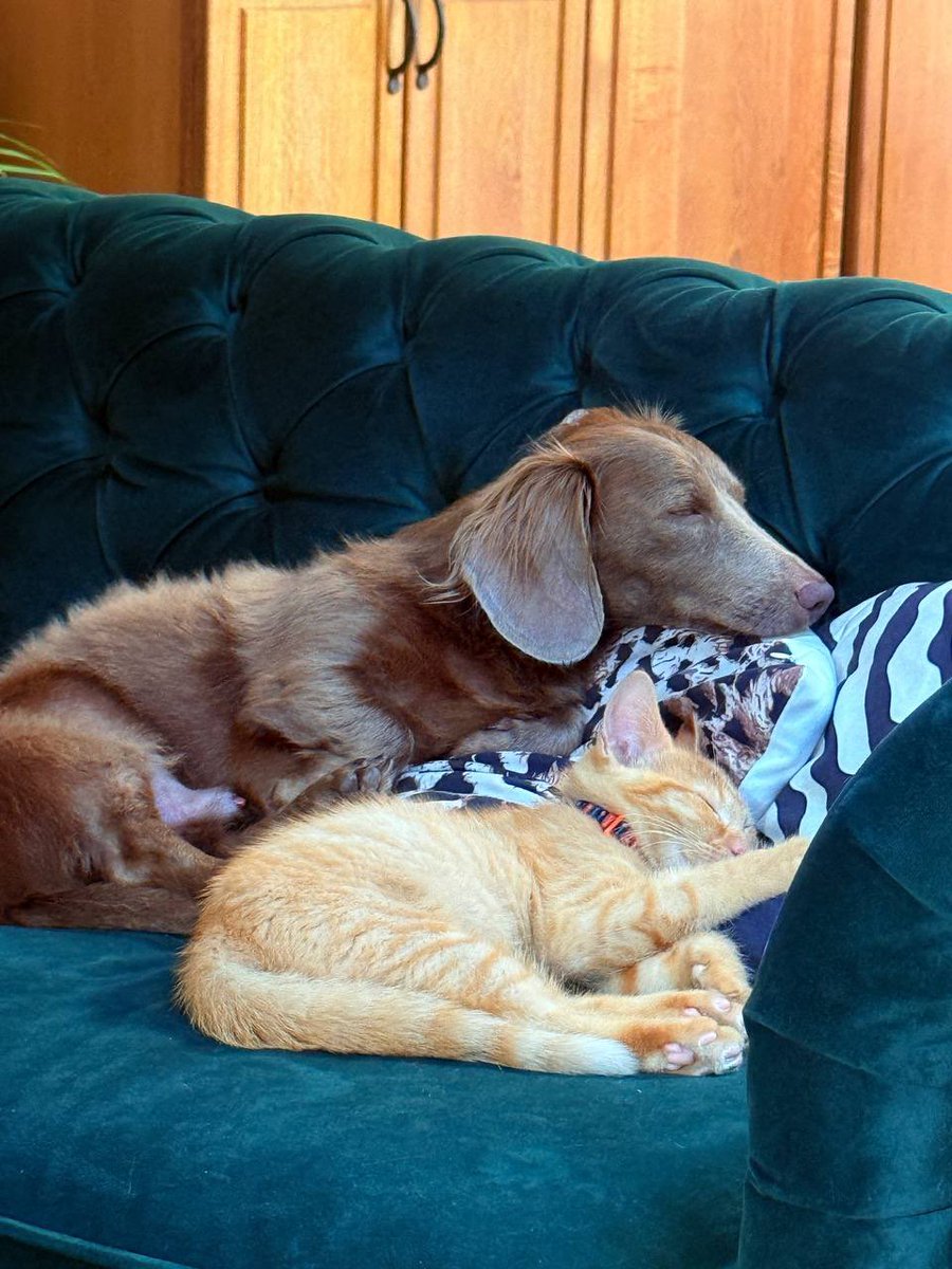 lucyywilloww09's tweet photo. look who decided to be friends https://t.co/8JjsoZDM9h