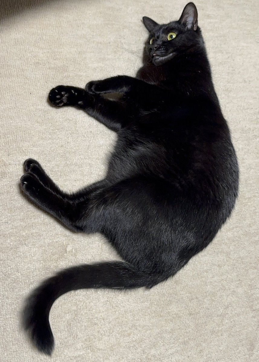 lurai_33's tweet photo. 落ちてる猫 https://t.co/Slp3KOklGt