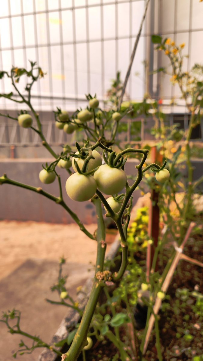 AsengSim89710's tweet photo. 🍅 https://t.co/uemQzgIzU7