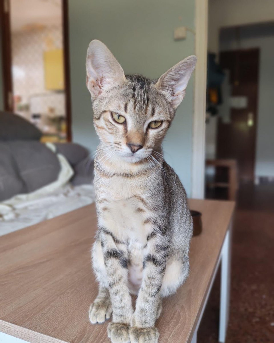 BigotisSos's tweet photo. 💛 Ayla, Nyx y Bigotis
Estos 3 hermanos son sociables, curiosos y se llevan genial con perros y gatos 🐶🐱
Nos encantaría una adopción conjunta, aunque también valoramos hogares donde tengan compañía animal.
🏠 Están en Balaguer y pueden viajar 🚗 📲 WhatsApp: 614 076 600 https://t.co/tu9aebKdyw
