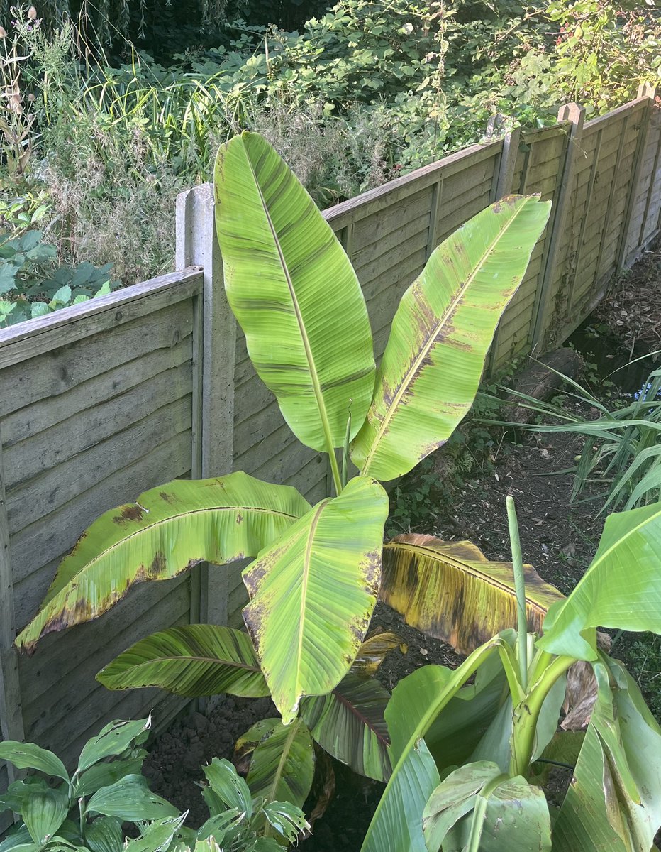mygardentalkst1's tweet photo. Morning folks, my vision for the “junglification” of the #bottomofthegarden is slowly taking shape. The expt’al bed now has a permanent fixture … the musa basjoo (hardy banana). More enjoyable pondering needed.
Have a quality day 😀👍🏼
Q. Is junglification a word? 😂
#neologism https://t.co/5CuocCHvtZ