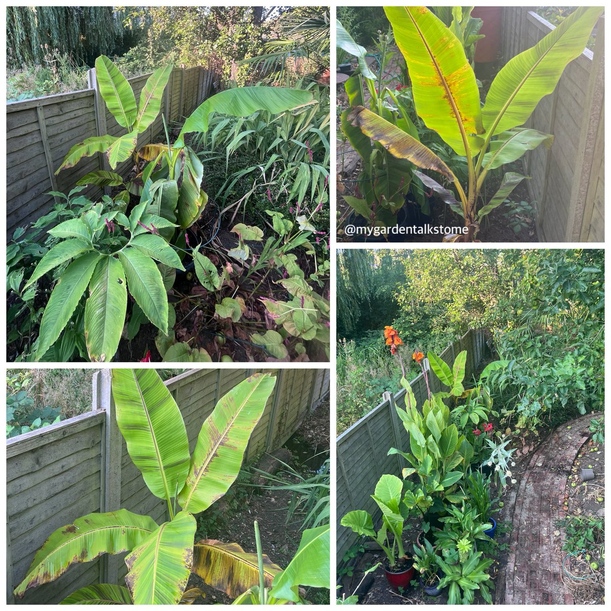 mygardentalkst1's tweet photo. Morning folks, my vision for the “junglification” of the #bottomofthegarden is slowly taking shape. The expt’al bed now has a permanent fixture … the musa basjoo (hardy banana). More enjoyable pondering needed.
Have a quality day 😀👍🏼
Q. Is junglification a word? 😂
#neologism https://t.co/5CuocCHvtZ