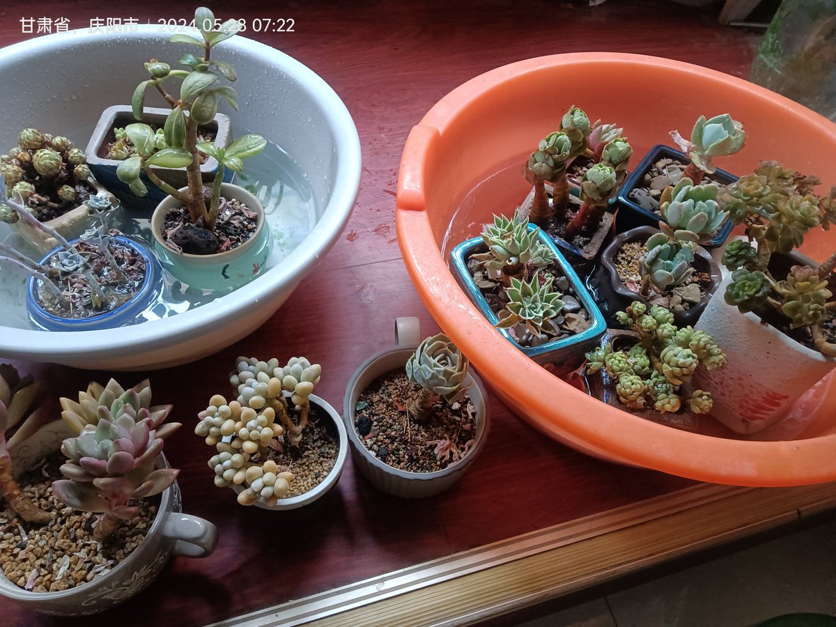 Pattadeepak1's tweet photo. When my desk plant started wilting, my colleague secretly watered it every day for a week—turns out I’d been feeding the empty pot next to it. Now we’re both blaming the succulent for our confusion https://t.co/SPgcK9L4Aq