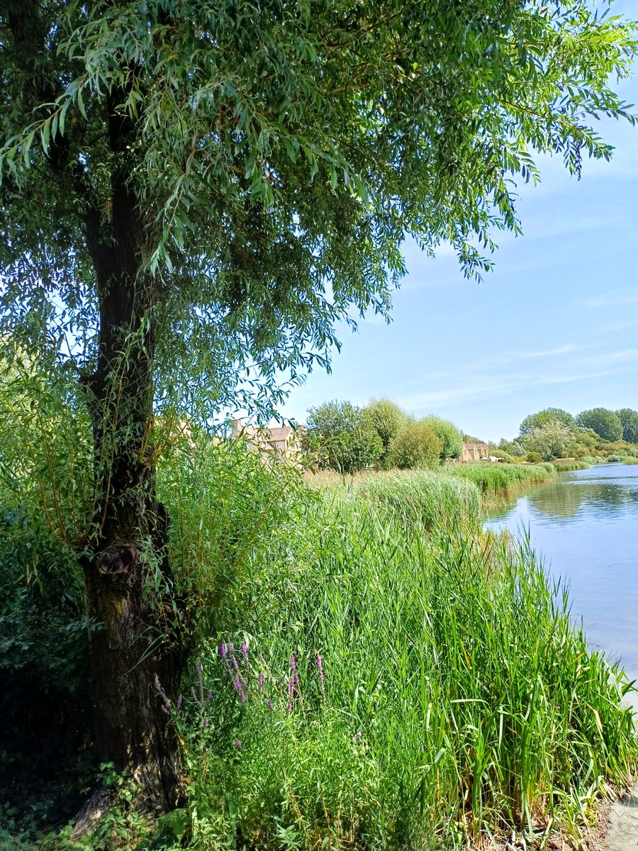 pac1610's tweet photo. Gorgeous #TuesdayBlue views from #mywalk at #LowerMillEstate!💙🍃🌳🍃💙 @ThePhotoHour #ThickTrunkTuesday #trees #NaturePhotography #SomerfordLagoon #CotswoldWaterPark https://t.co/vdkSUqAnha