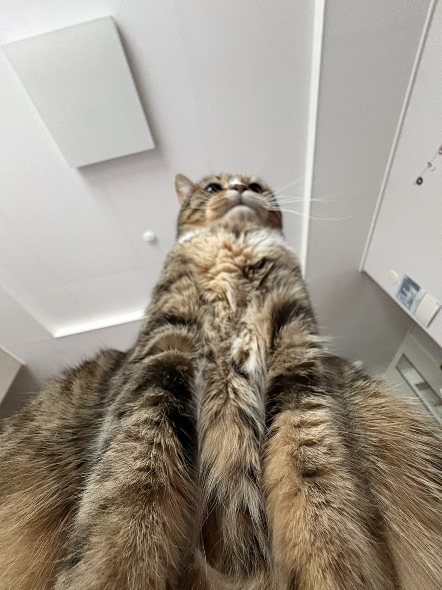 AutumnKimcat's tweet photo. https://t.co/6Y30hkx3z1