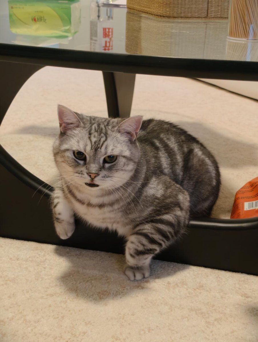nocontextscats's tweet photo. https://t.co/56ZWLXUHAm