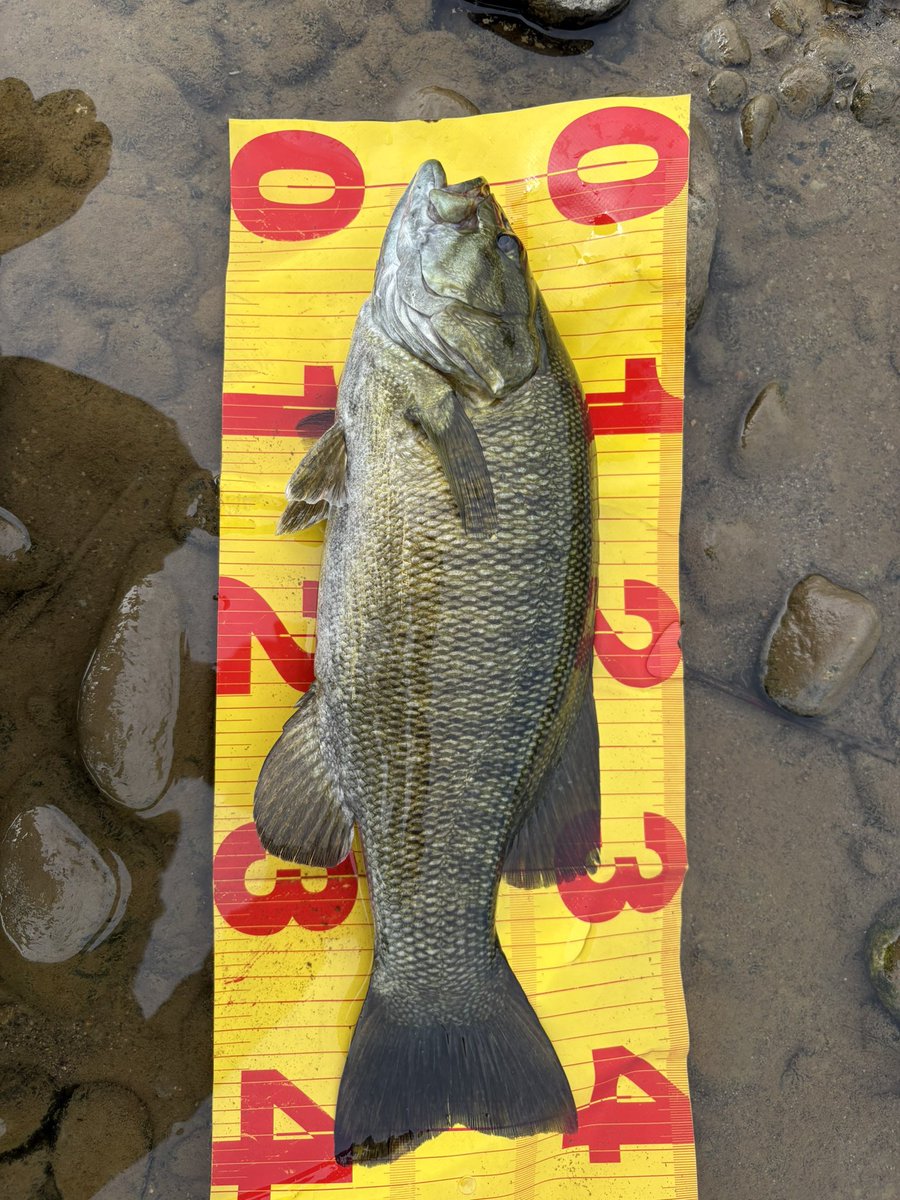 MCREEK3's tweet photo. 濁ってんなぁ https://t.co/5fkX4HdiDu