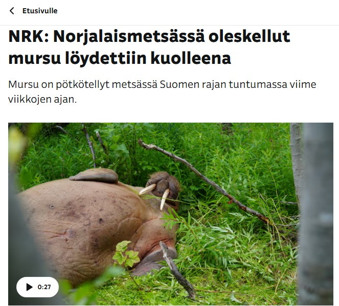 Grinderlak's tweet photo. Finnisch/Norwegisches Wald-Walross dood wat nou? https://t.co/BeSod6o0Xx