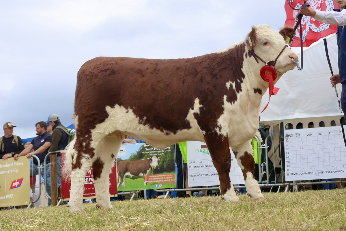 Kilsunny_Herd's tweet photo. Close up 📸 @tullamoreshow
#herefords #winnerwinner #teamkilsunny https://t.co/poN1UHCgkN