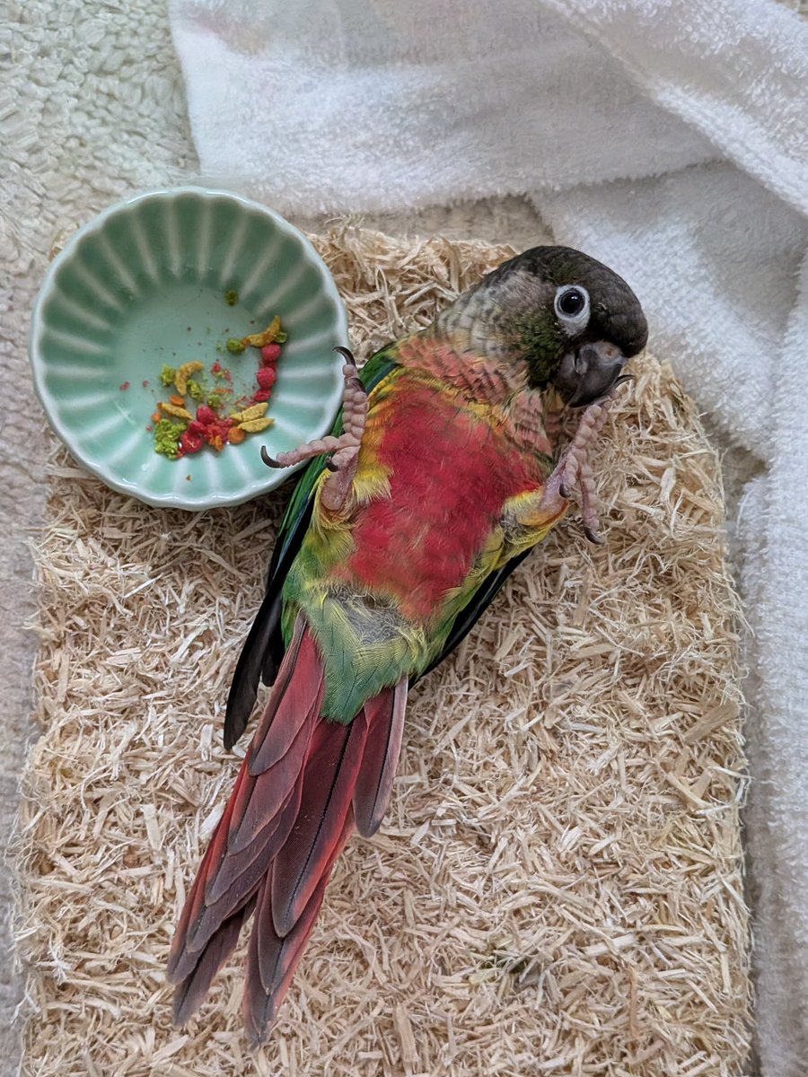 parrot_freak's tweet photo. 今日の☕️オウムカフェ
【お迎え後の嬉しい便り】
先日、当店の次世代ウロコインコペアから生まれたワキコガネウロコインコをお迎えいただき、「愛鳥ギャラリー」へ嬉しいご投稿をいただきました。
素敵なご投稿をありがとうございました🍀
https://t.co/cK4ekl05Z0

#愛鳥ギャラリー #ウロコインコ販売 https://t.co/dBcPrj9mcb