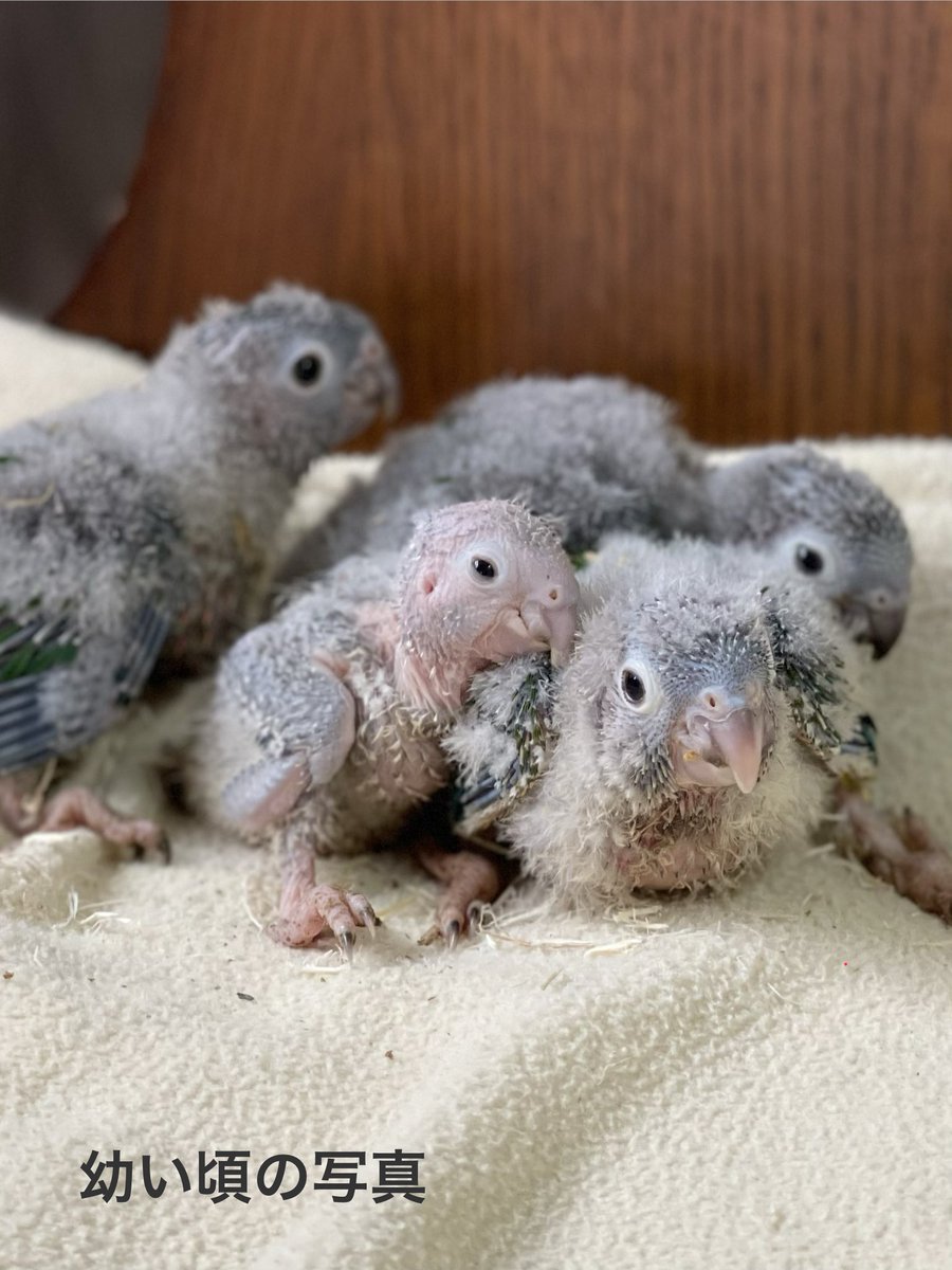 parrot_freak's tweet photo. 今日の☕️オウムカフェ
【お迎え後の嬉しい便り】
先日、当店の次世代ウロコインコペアから生まれたワキコガネウロコインコをお迎えいただき、「愛鳥ギャラリー」へ嬉しいご投稿をいただきました。
素敵なご投稿をありがとうございました🍀
https://t.co/cK4ekl05Z0

#愛鳥ギャラリー #ウロコインコ販売 https://t.co/dBcPrj9mcb