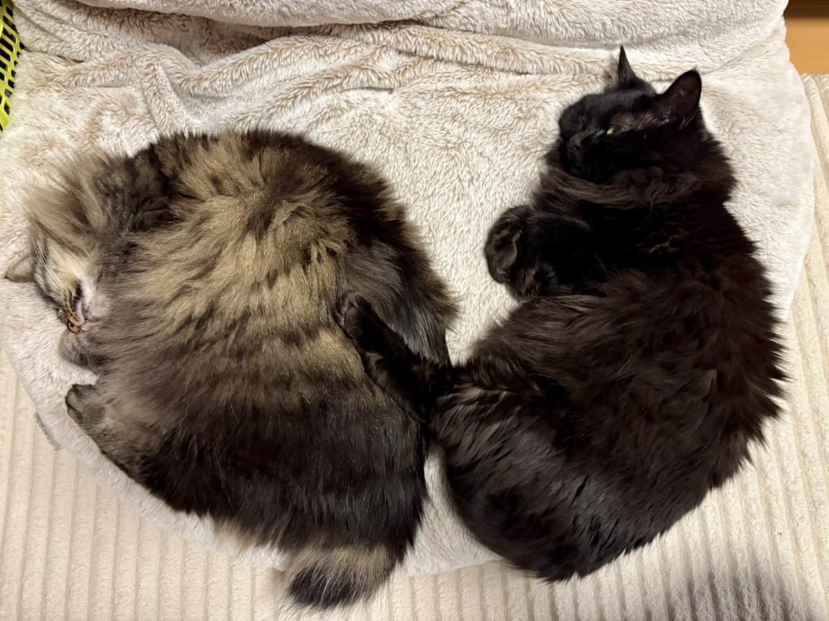 scioltotto tweet picture