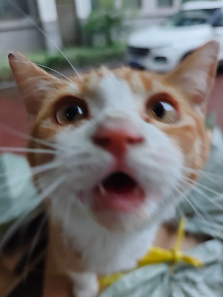 link_YC_'s tweet photo. 在学校拍的小猫
#🐱 https://t.co/Pgtsa6uwkE