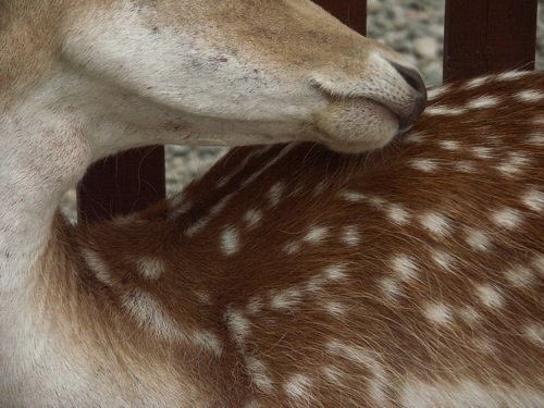 nerdyverz's tweet photo. the prints and the designs on deers are so detailed this is so precious https://t.co/RuD4k19nDV