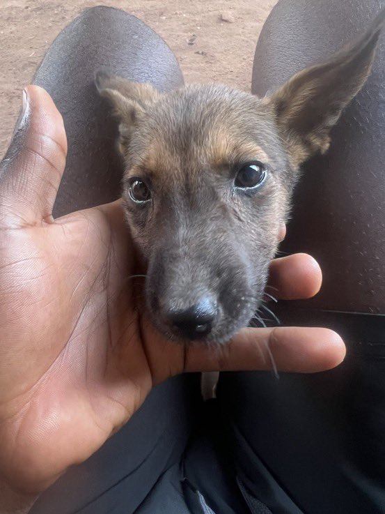 lumaofficial_'s tweet photo. See the dog that was sold to me as a German Shepherd. 😭 https://t.co/ch9BTY9FMC
