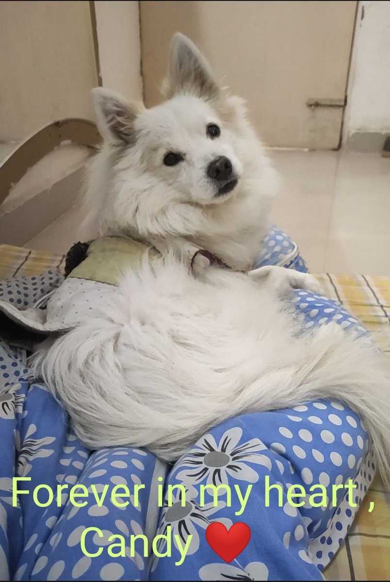 RizwanahmadIND's tweet photo. 4 din ho gaye... Par har din aisa lagta hai jaise tum abhi bhi darwaze se daudte hue aa jaoge. Miss you Candy ❤️🐾"

"Waqt 4 din aage badh gaya par dil aaj bhi 8 August par hi ruk gaya hai. Rest peacefully. Candy.🕊️🐾" https://t.co/Abh01WZnaI