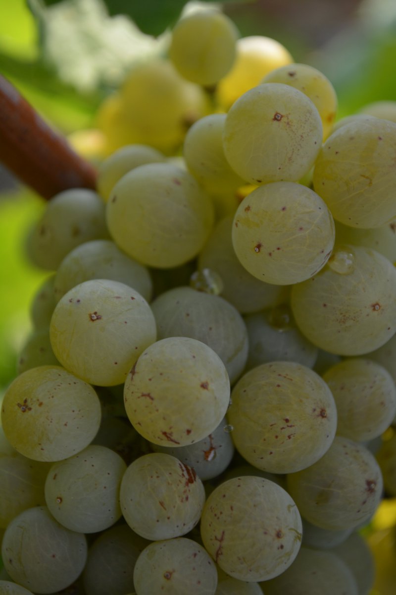 MasCapitelles's tweet photo. Millésime 2026 en devenir.
Encore quelques semaines de patience avant la récolte du fruit du travail d'une année. 
………………………………………….
2026 vintage taking shape.
Just a few more weeks of patience before the harvest, the fruit of a year’s work. 
#masdescapitelles https://t.co/DUeHam3YHf