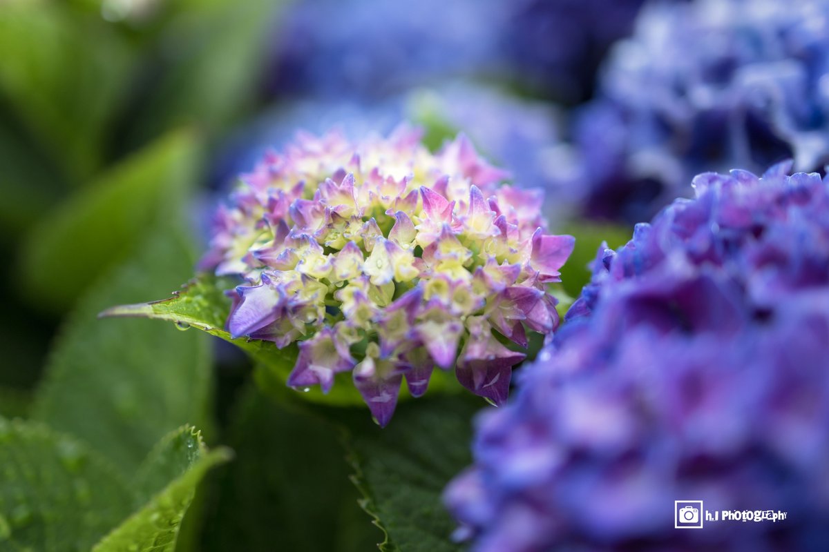 rideabike2's tweet photo. 本日は霧雨。。。
連日の20℃未満。。。
　（自宅の庭の紫陽花を）
　
#網走 #オホーツク
#道東 #北海道 https://t.co/IgejA3beS9