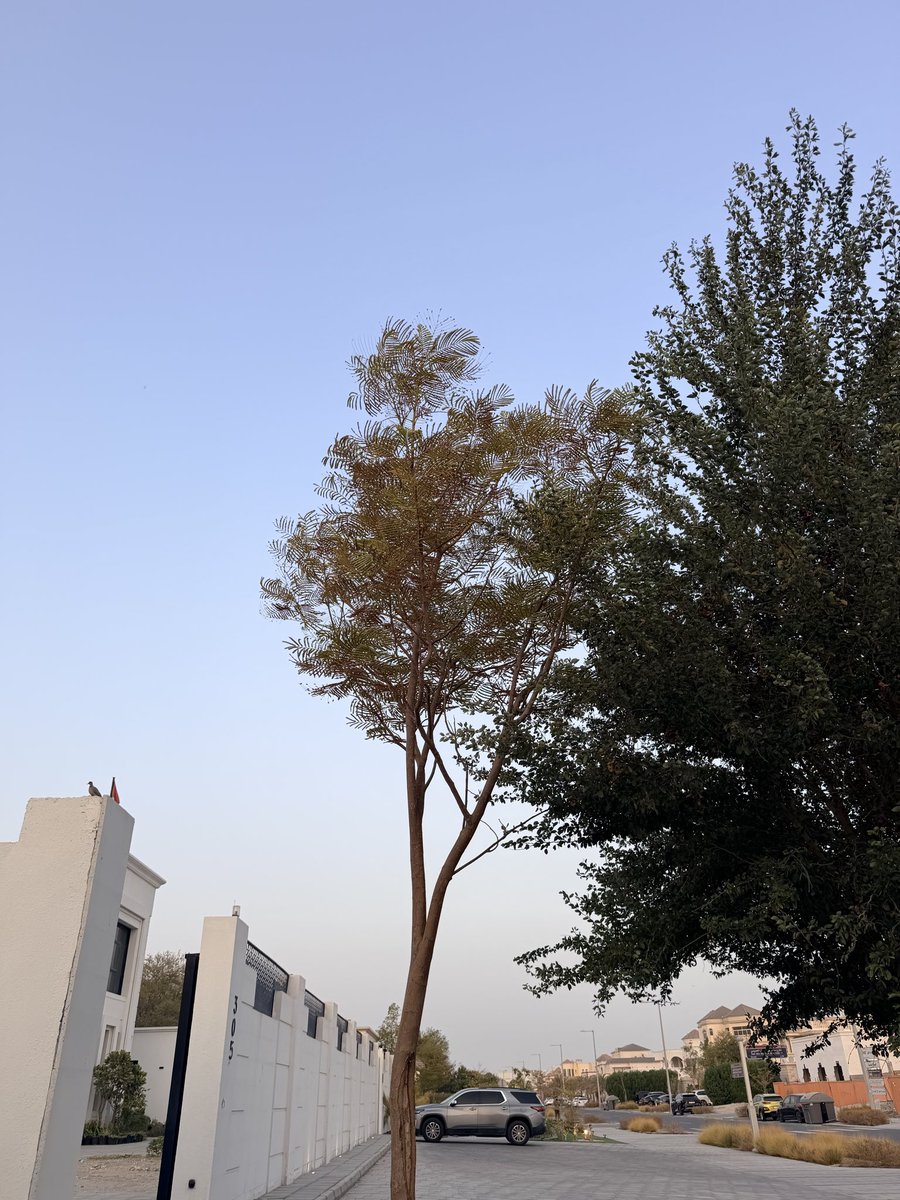mohd_almarzooqi's tweet photo. ثلاث أشجار مزروعة جنب بعض،،، نفس الظروف نفس برنامج الرعاية نفس السقي في عز الصيف.

تتألق الغافة بلونها وقوتها 
وجنبها شجرة الصبار الهندي بعد متألقة 

وجنبهم الفقيرة البونسيانا ،، في الصيف وقت ما نحن محتاجين إلى شكل اخضر جميل وظل،  المسكينه تصب اوراقها وتقول أنا على وشك الموت 

ازرعوا النباتات اللي تتحمل جونا ولا تضيعون جهدكم على شيء ضعيف ما منه فايدة