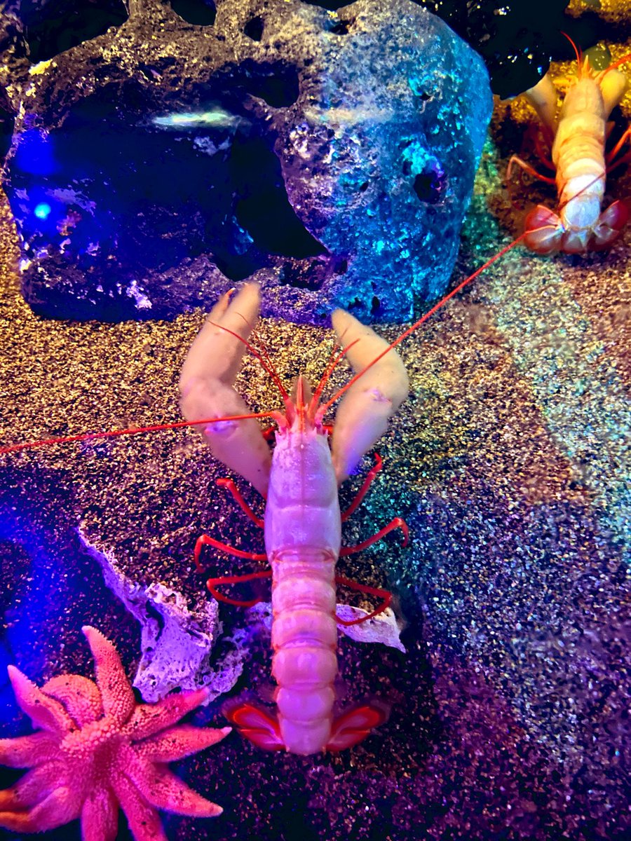 OSTERIAemme's tweet photo. なかやまきんに君みたいな海老。
ヤー。
沼津港深海水族館にて。

この海老は無いですが、
翡翠なすが入りましたので、
今晩は、
モッツァレラとトマトとの重ね焼きが登場します。
来週からは絹かわ茄子。
よろしくお願いします。
#沼津
#三島
#石神井公園
#ディナー
#沼津港深海水族館 https://t.co/Y4KNPCSiAo