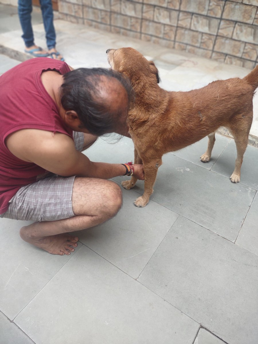 miteshtiwari's tweet photo. #NationalIndiedogday #भारतीयश्वानदिवस https://t.co/YoSZ9HHqap
