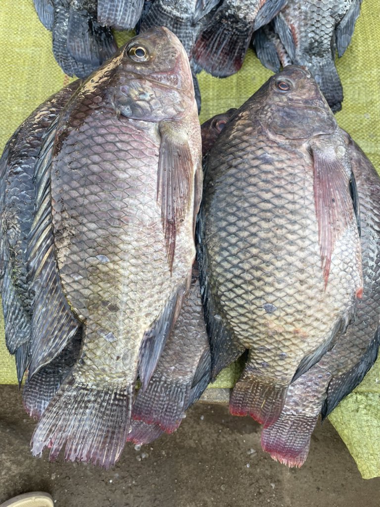 MarekaMalili's tweet photo. Watu wa Mungu, naomba mniunge mkono siku ya leo 🙏🏼
Mithali 21:5 

“Mawazo ya mwenye bidii huleta faida; bali kila aharakishaye mambo huishia katika upungufu.” https://t.co/X9WzsWpQzS