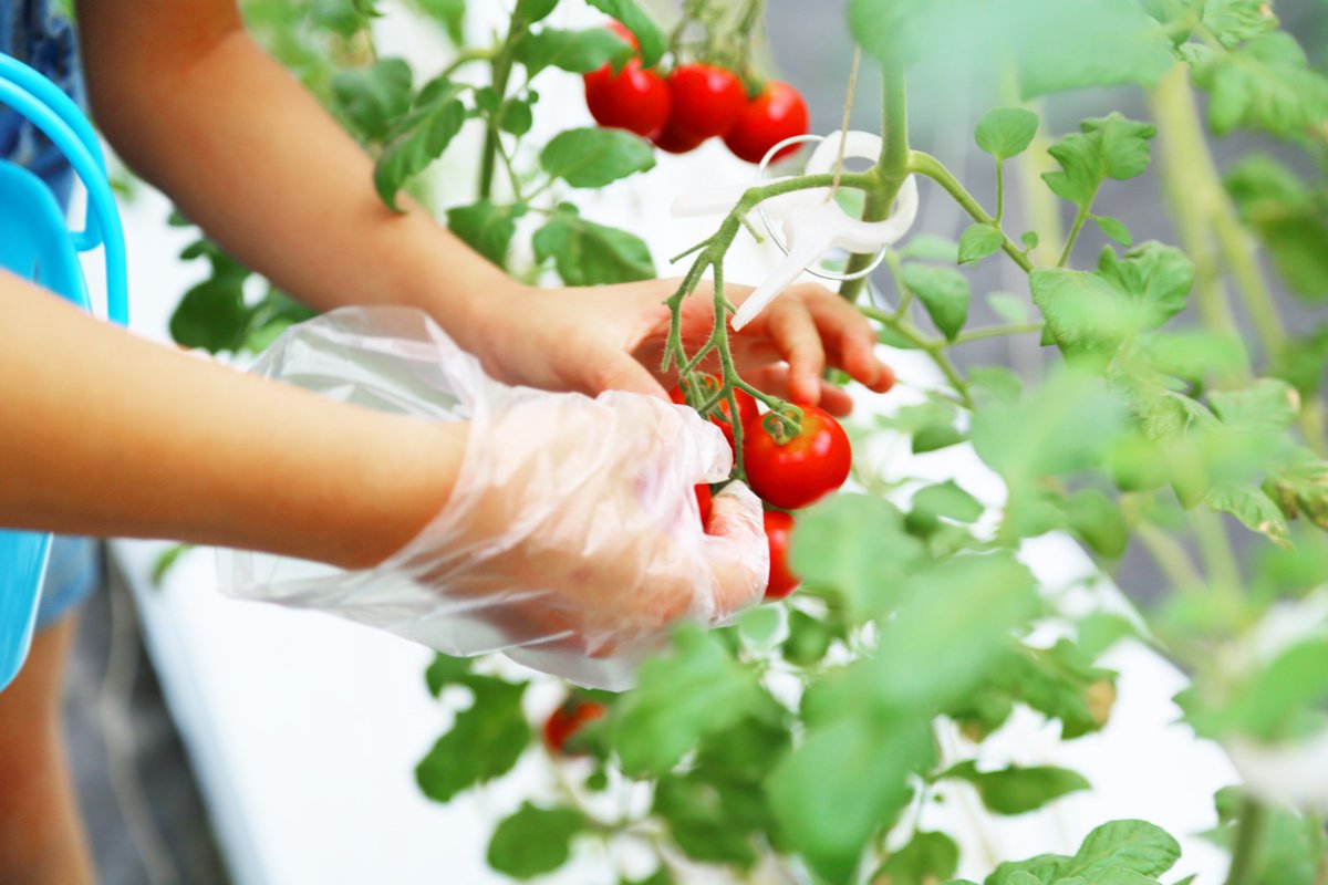 fafaco79's tweet photo. Just tried the new organic cherry tomatoes from the local farm—burst with sweet juice, no bitter aftertaste, perfect for quick salads or snacking! 10/10 would buy again.， https://t.co/mcuTGDiNVY