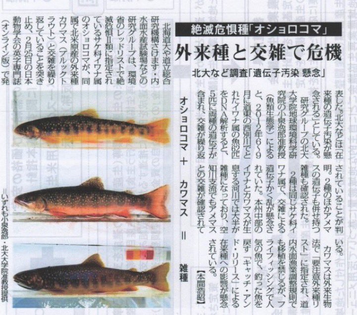 TECHNOANOA's tweet photo. 識者の皆様、これはオショロコマ一択でしょうか？
ワンチャン、ブルックとかはないですかね？😅
年齢的に先の見えた釣り人生、何とかハッキリ特徴の出た確定個体を見てみたいものです‼️😢 https://t.co/WQFenTpLcG