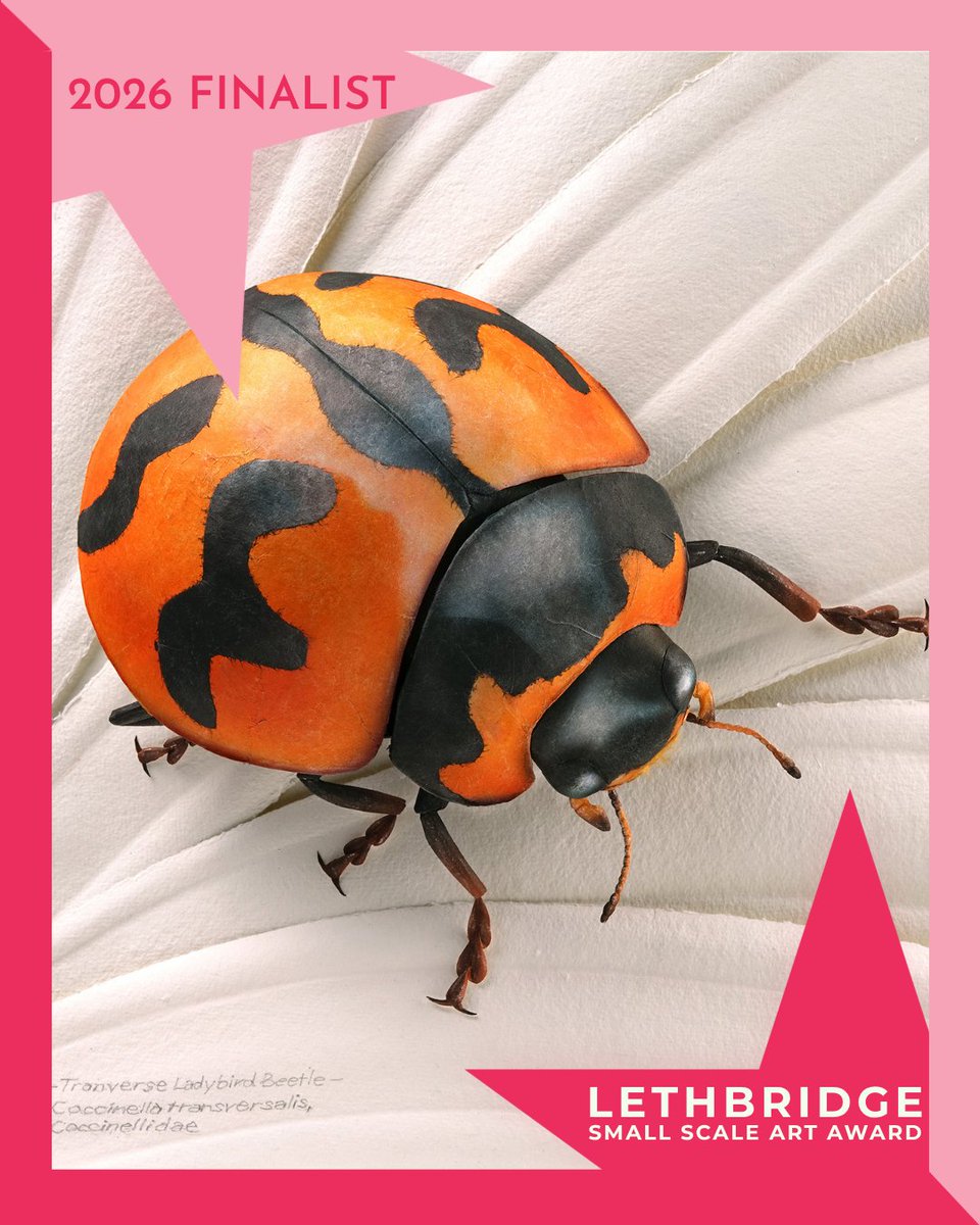 besserdin's tweet photo. I’m pleased to share a few photographs of Transverse Ladybird Beetle, currently on exhibition as a finalist in the Lethbridge Small-Scale Art Award at Lethbridge Gallery, Paddington. The artwork is available for acquisition. Enquiries can be made directly through the gallery. https://t.co/vzAIacm0IO