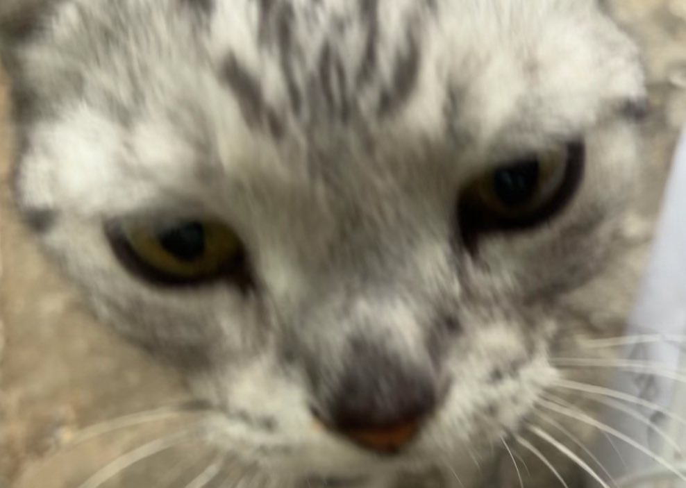 datumousan7342's tweet photo. #迷子猫 #猫 #迷い猫 #迷子ペット #拡散希望
迷い猫？
8/11 15時頃 東京都新宿区西新宿7-22-18

鈴のついた青いチェック柄の首輪をしたアメリカンショートヘアを見つけました

綺麗でしたが痩せていたので心配です

これから台風が来ます

もし飼い主さんに届いたら、ご連絡いただけたら嬉しいです https://t.co/OcP4MosAWO