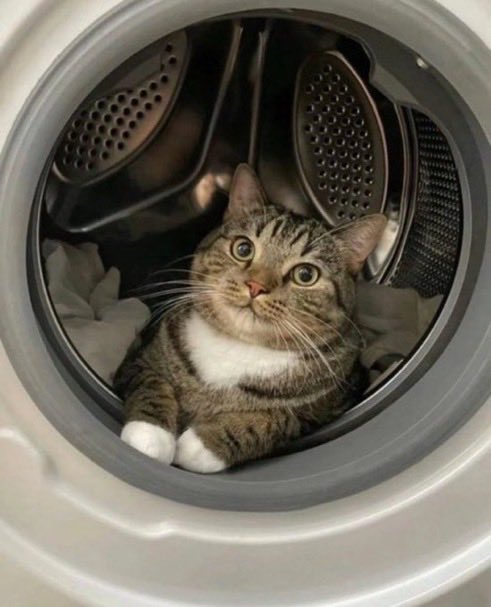 catislife2021's tweet photo. ドラム式洗濯機の中でニッコニコ🐱 https://t.co/gtyoeu7ahu