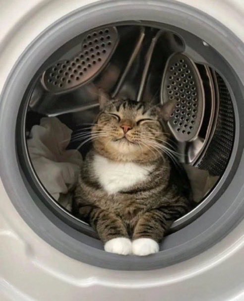 catislife2021's tweet photo. ドラム式洗濯機の中でニッコニコ🐱 https://t.co/gtyoeu7ahu