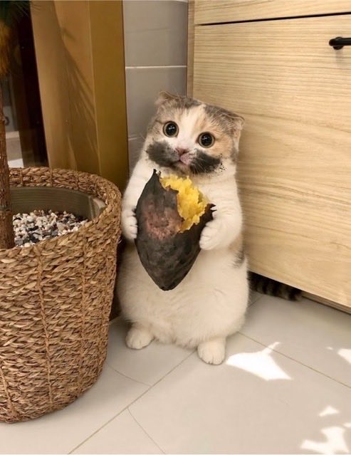 catislife2021's tweet photo. 毎晩サツマイモを盗み食いしてた犯人の顔見て https://t.co/Z1YEbOOJAY