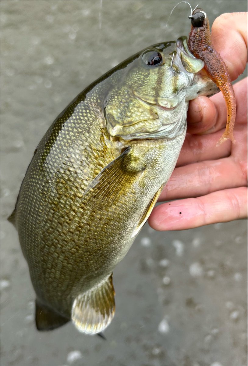 HaNaTaRo3150's tweet photo. 最近の阿武隈川
嘘っぽくなるけど、でかいのばっかりミスってる https://t.co/NqYFmGqmWN